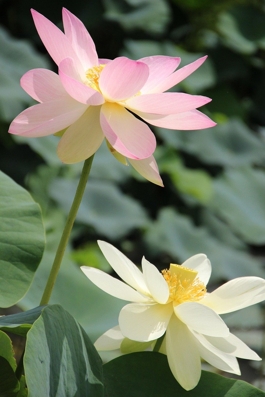 lotus, flowers, zen, love, meditation, nature, garden, floral, plants, water lilly, flower background, pink, natural, beautiful flowers, relax, relaxation, spa, happiness, romantic, romance, feng shui, green relax, flower wallpaper, green natural, green happiness, green spa