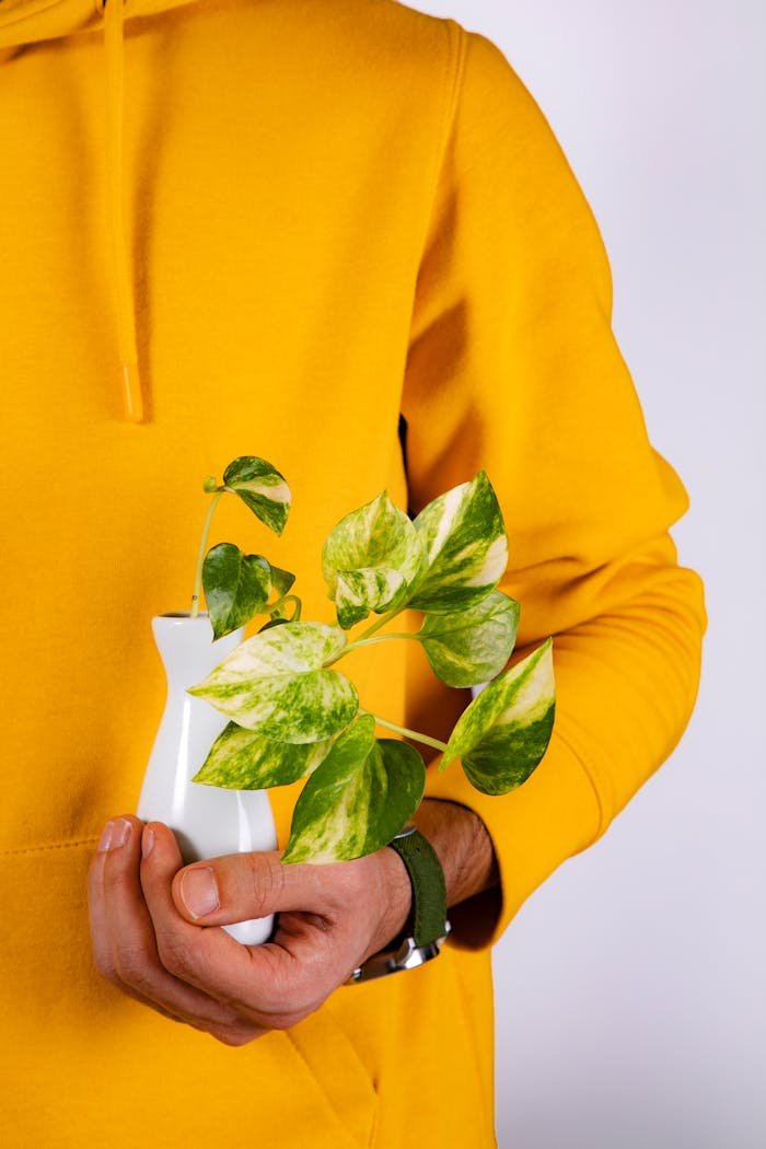 A person in a yellow hoodie holds a green houseplant in a white vase, creating a vibrant indoor scene.